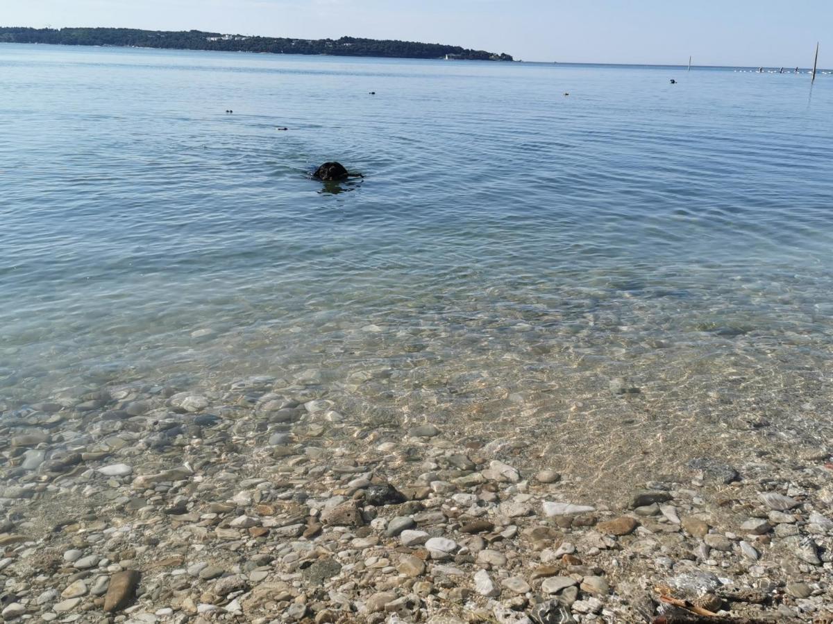 Mirta Deluxe Superior 5 Star Apartment, Your Piece Of Heaven By The Sea & Park, With Sea & Park View Novigrad Istria Exteriör bild
